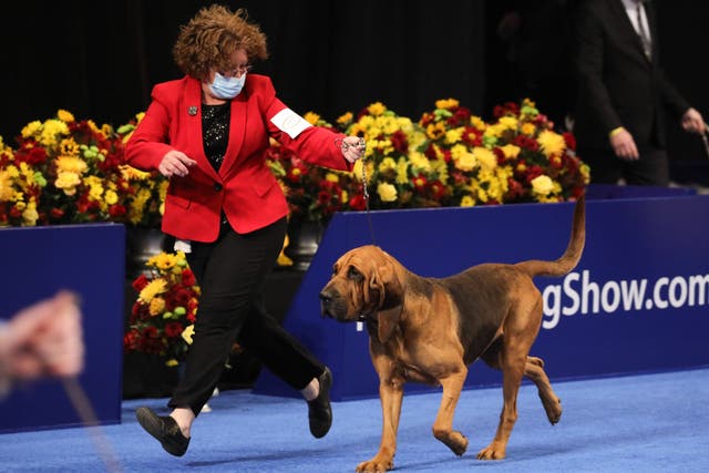 <p>A bloodhound competes in the 2020 National Dog show</p>