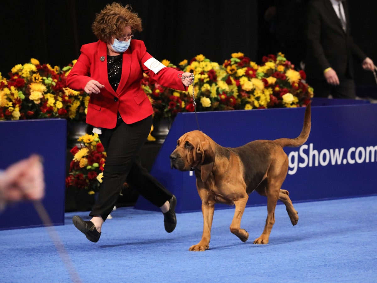 national dog show 2020 how to watch live on tv and online this thanksgiving the independent