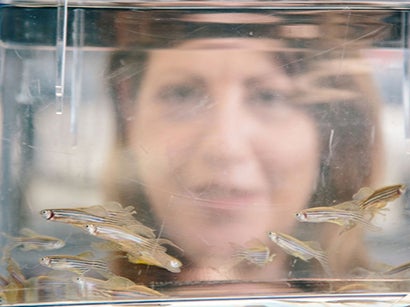 Dr Beck Richardson, Lecturer in Biomedical Sciences at the University of Bristol, with zebrafish