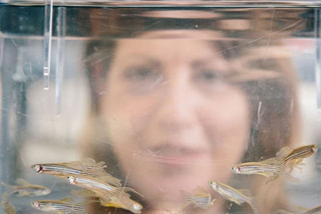 Dr Beck Richardson, Lecturer in Biomedical Sciences at the University of Bristol, with zebrafish