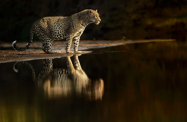 Photographer and conservationist Adrian Steirn captures a leopard approaching water in South Africa’s Singita game reserve