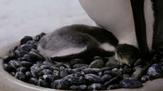 Famous gay penguin couple at Australian zoo adopts another chick