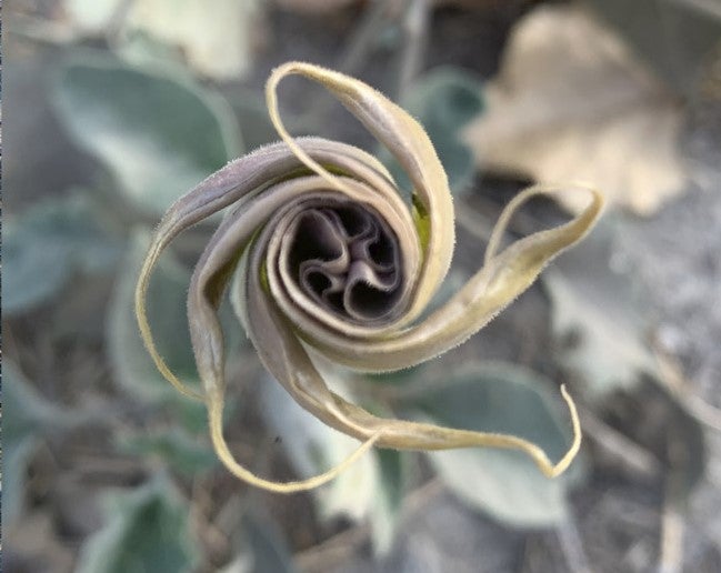 Unfurling flower of Datura wrightii from plant near cave site