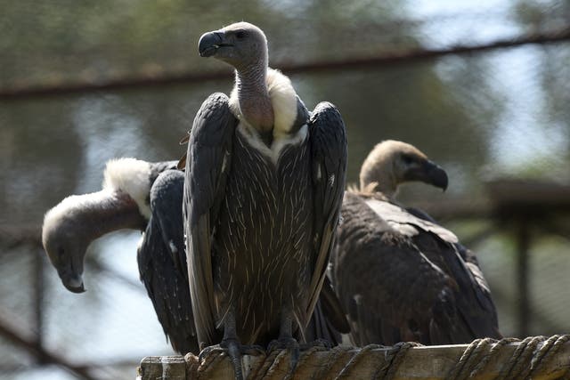White-backed vultures in their enclosure at the Vulture Conservation Centre run by World Wide Fund for Nature-Pakistan in Changa Manga. The Home Office has been compared to a vulture in a report on young migrants’ experiences within the UK immigration system.