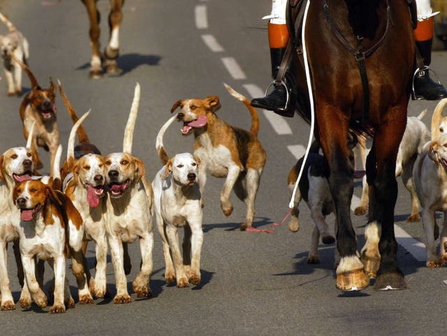 <p>The hound pack placing a single paw on a neighbour’s front garden could soon be a criminal offence</p>