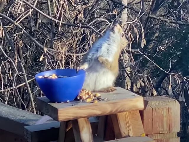 ‘Lil Red’, as he is apparently known, got juiced on fermented pears in a garden in Minnesota