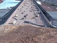 Watch wildlife use sky bridge to cross interstate safely