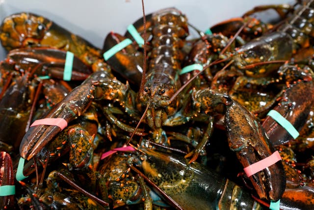 Belgium EU US Lobsters