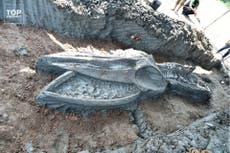 Ancient whale skeleton discovered in Thailand
