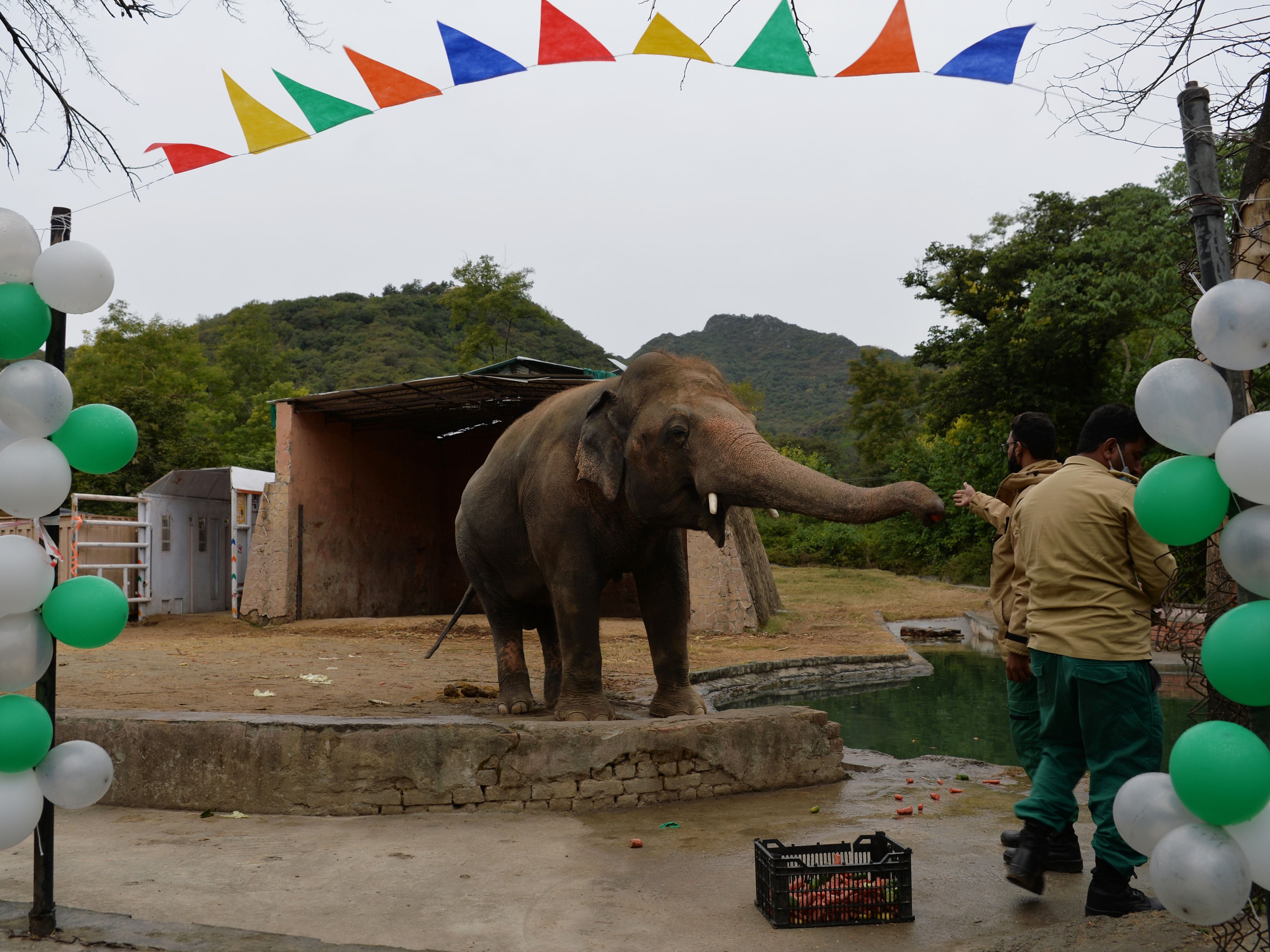 Kaavan, Pakistan’s only Asian elephant, attends his farewell ceremony last week
