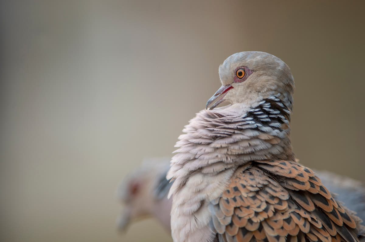 UK’s native birds have declined by 11% since 1970, official data shows