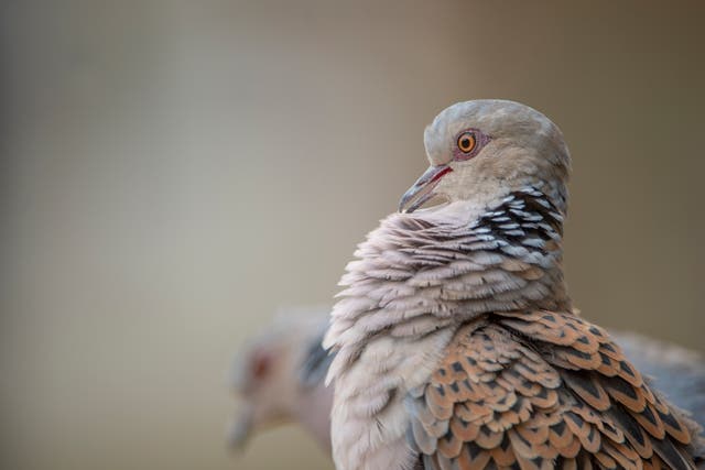 Turtle doves are in decline in the UK
