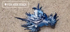 Stunning dragon-like sea creatures wash up on beach