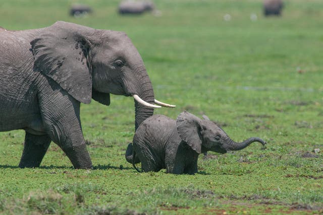 <p>Elephants in Kenya’s Amboseli National Park</p>