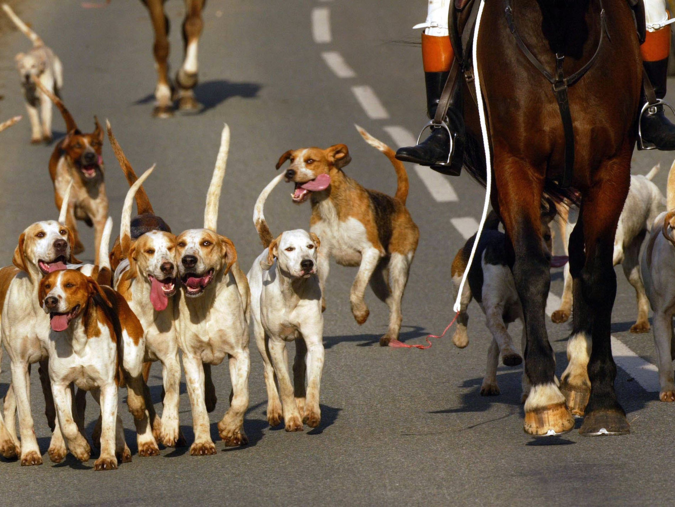 Trail-hunting suspended by Natural Resources Wales as police launch investigation