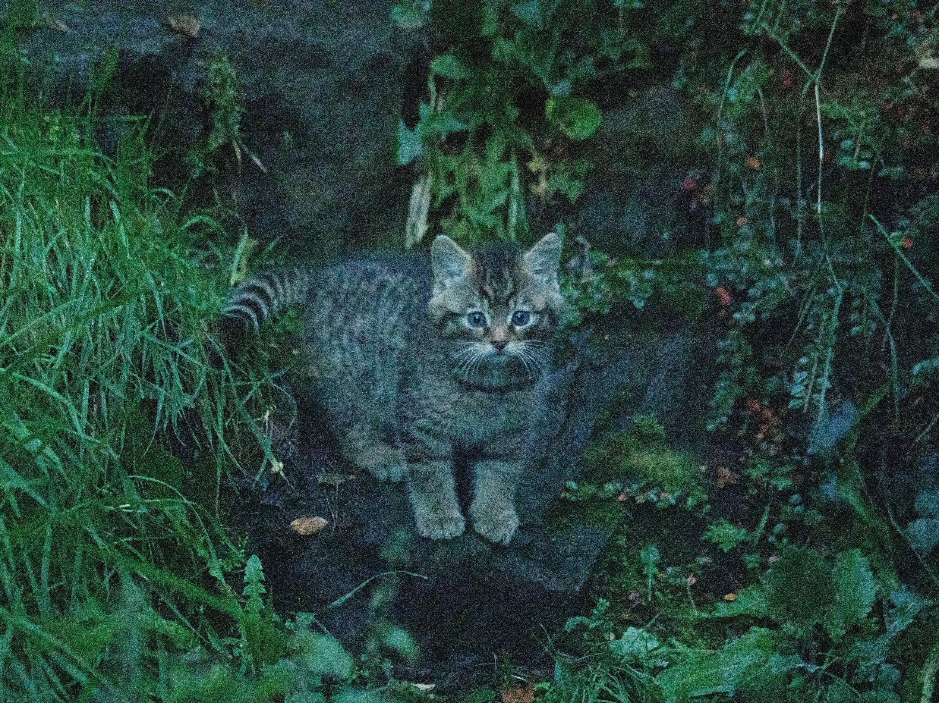 One of two critically-endangered wildcats born at Edinburgh Zoo in September 2020