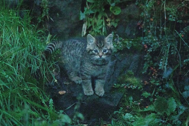 One of two critically-endangered wildcats born at Edinburgh Zoo in September 2020