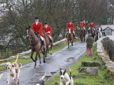 Trail-hunting suspended by two more of UK’s biggest landowners as police investigate webinars