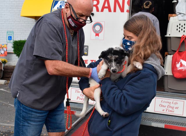 Rescued Dogs Airlift