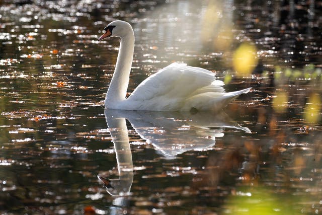 A swan making its way along the Basingstoke canal near to Dogmersfield in Hampshire. 