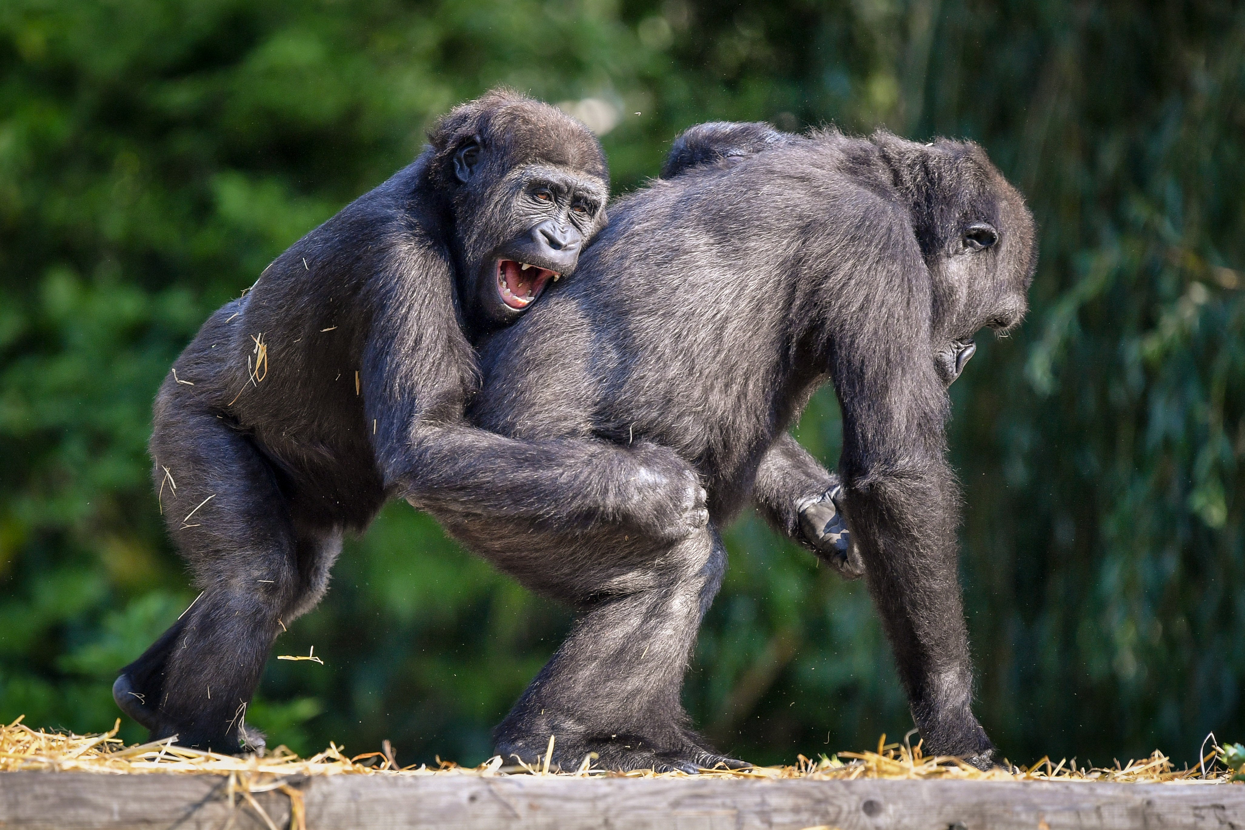 Young western lowland gorillas play at Bristol Zoo Gardens.