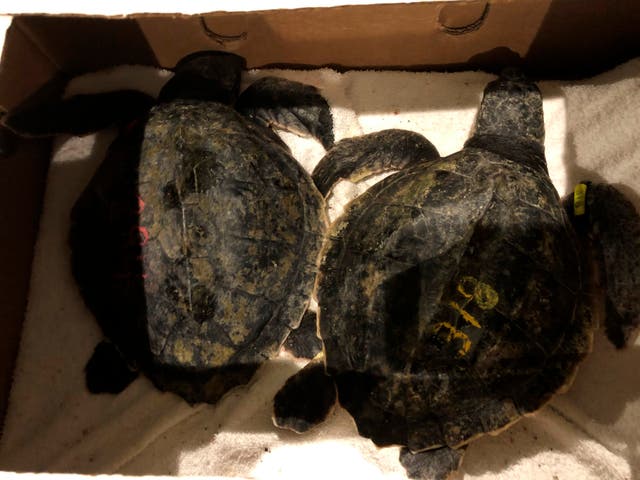 ODD Rare Turtles Rough Rescue