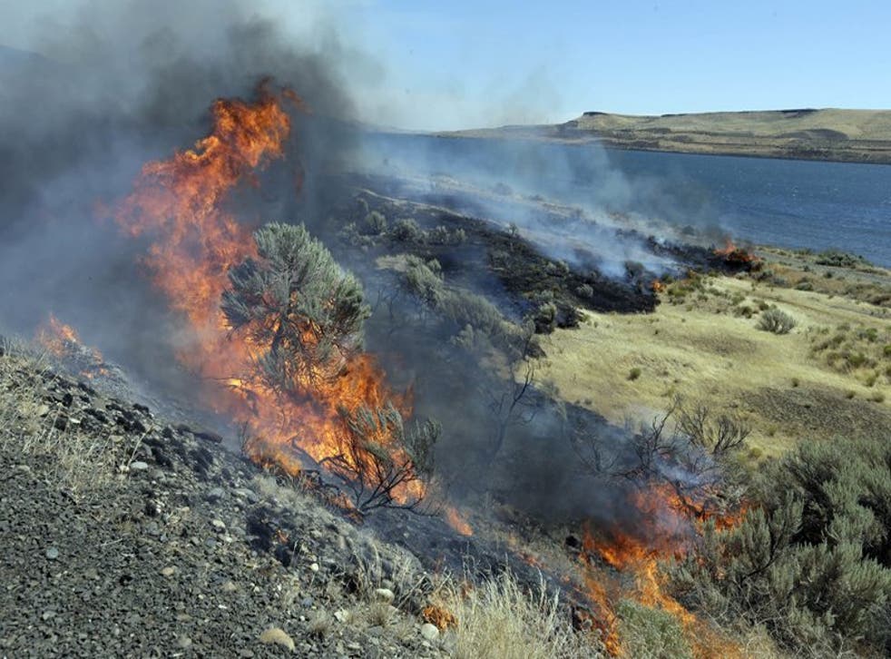 Fotografía de archivo del 5 de agosto de 2015 de un incendio forestal consumiendo arbustos silvestres mientras los bomberos permiten su avance hacia el río Columbia en los límites de Roosevelt, en el estado de Washington. Las autoridades estadounidenses publicaron un plan general para eliminar o cambiar la vegetación en una enorme franja del oeste de Estados Unidos, con el fin de detener los devastadores incendios forestales en tierras utilizadas para la cría de ganado, la recreación y el hábitat de un ave amenazada. El plan publicado el viernes 27 de noviembre de 2020 por la Oficina de Administración de Tierras del Departamento del Interior de Estados Unidos tiene como objetivo limitar los incendios forestales en un área de 350.000 millas cuadradas de hábitat compuesto principalmente por vegetación autóctona que incluye partes de Idaho, Oregón, Washington, California, Nevada y Utah.