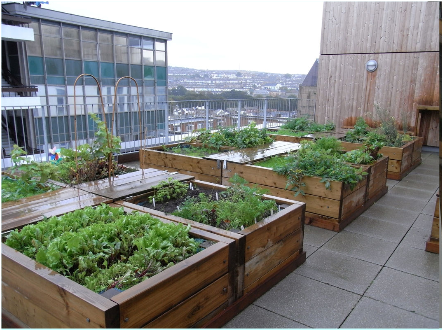 Roof allotments like these at One Brighton apartments were included in housing development plans