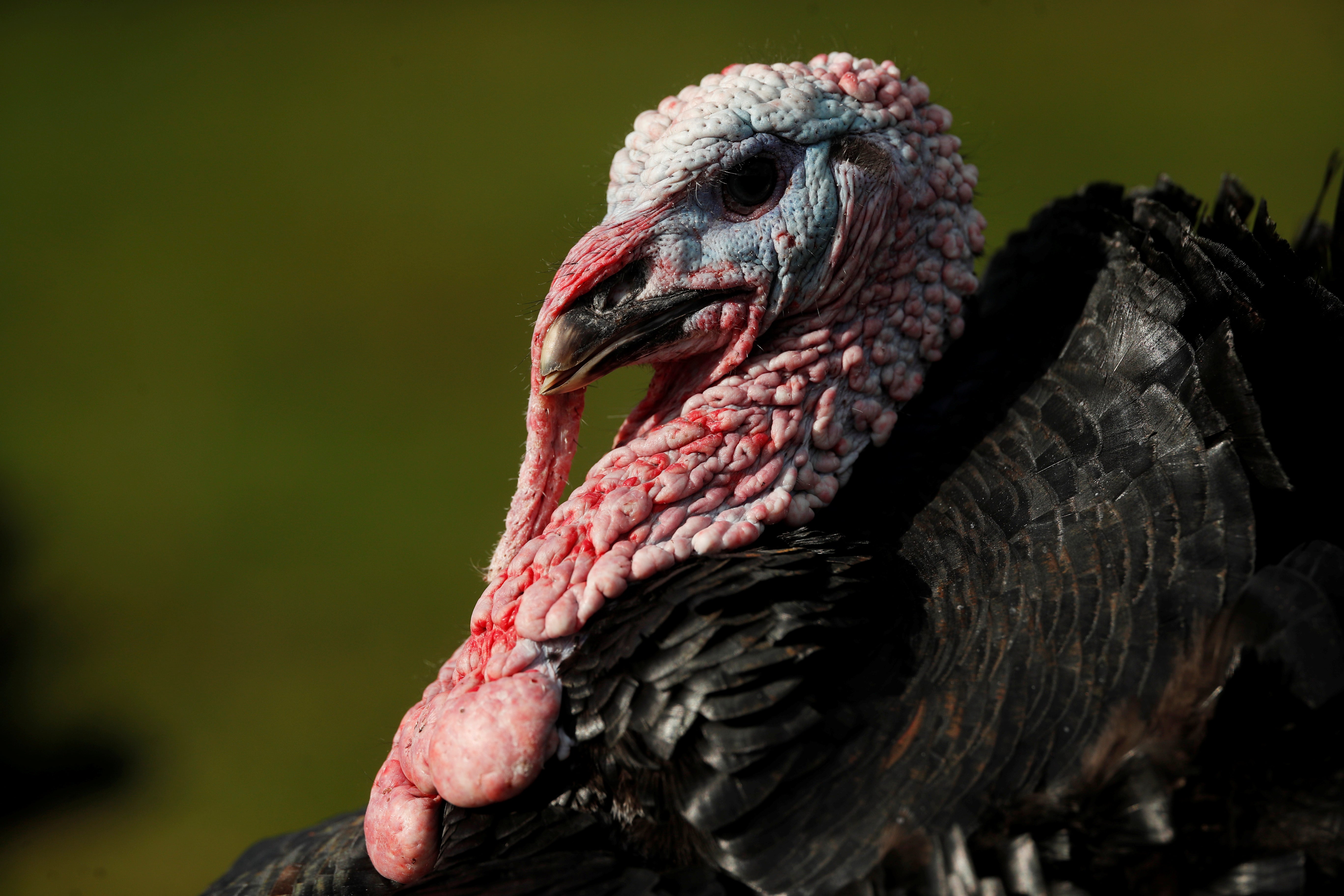 The outbreak is not expected to affect turkey supplies for Christmas