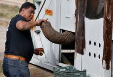 'World's loneliest elephant' Kaavan starts trip to Cambodia