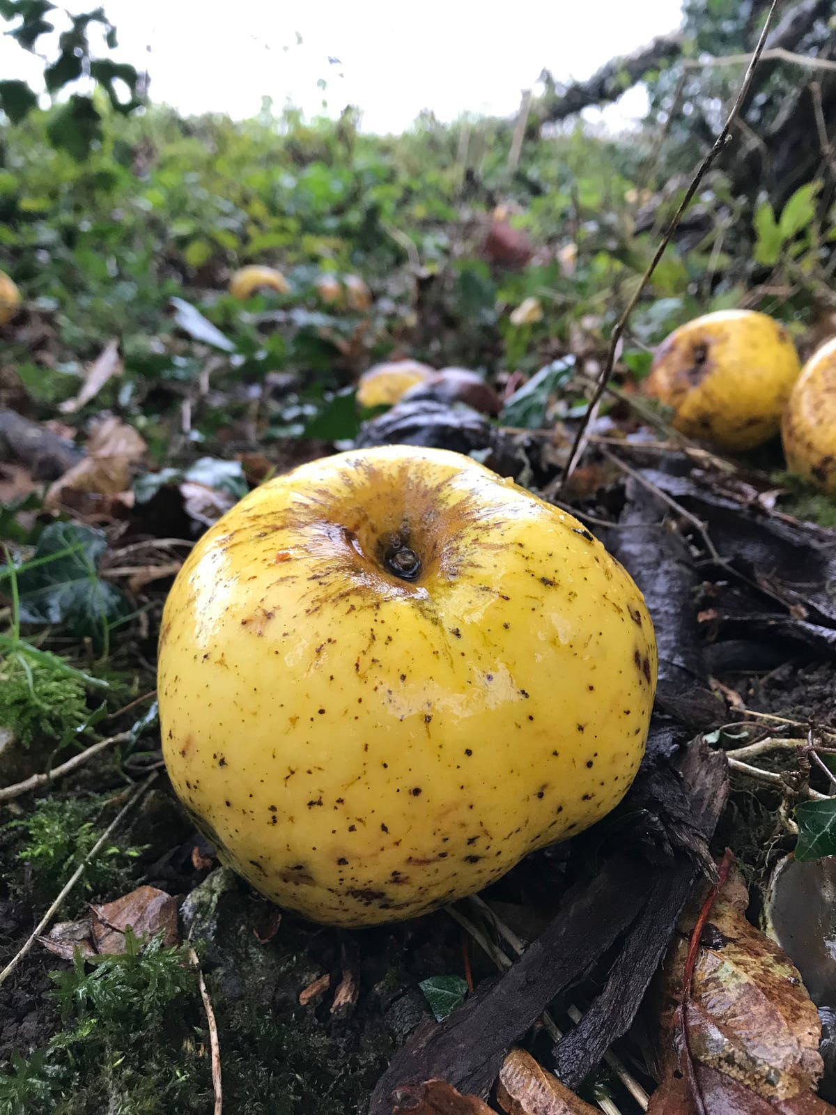 New variety of apple discovered by runner