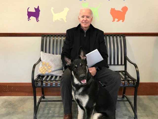 Joe Biden y su pastor alemán Major recientemente adoptado, en Wilmington, Delaware. El viernes 13 de noviembre de 2020, The Associated Press informó sobre una versión manipulada de esta foto que circula en línea, distorsionando el tamaño del perro. (Stephanie Carter / Asociación Protectora de Animales de Delaware vía AP)