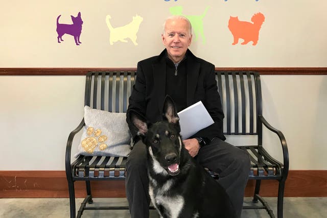 <p>Joe Biden and his newly-adopted German shepherd Major, in Wilmington, Delaware in November 2018</p>