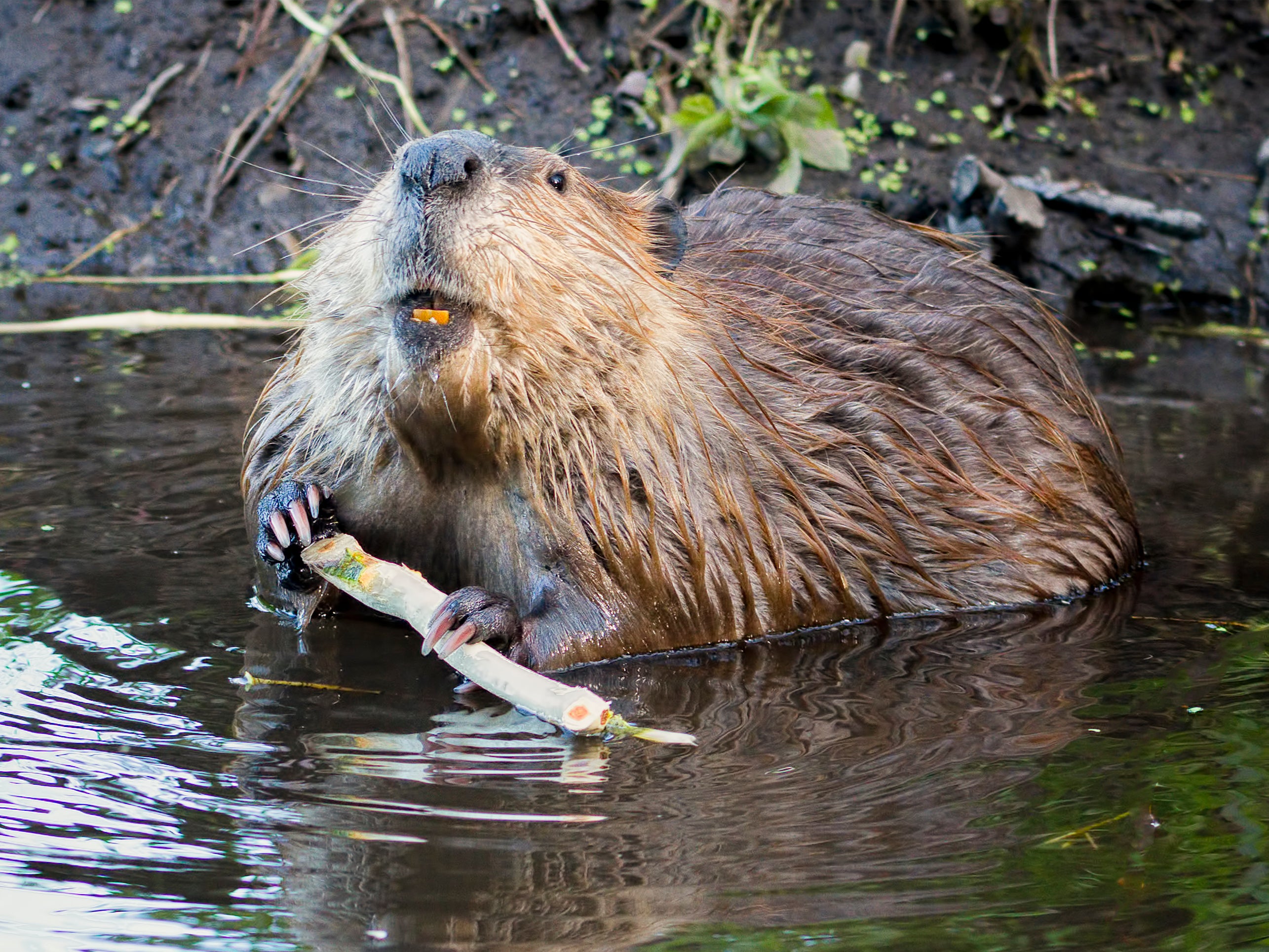 Beavers spend much of their time building and maintaining their homes
