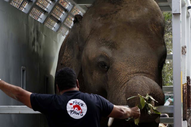 Amir Khalil, veterinarian and mission leader of Four Paws International, stands beside Kavaan, Pakistan's only Asian elephant, as it is being transported to Cambodia