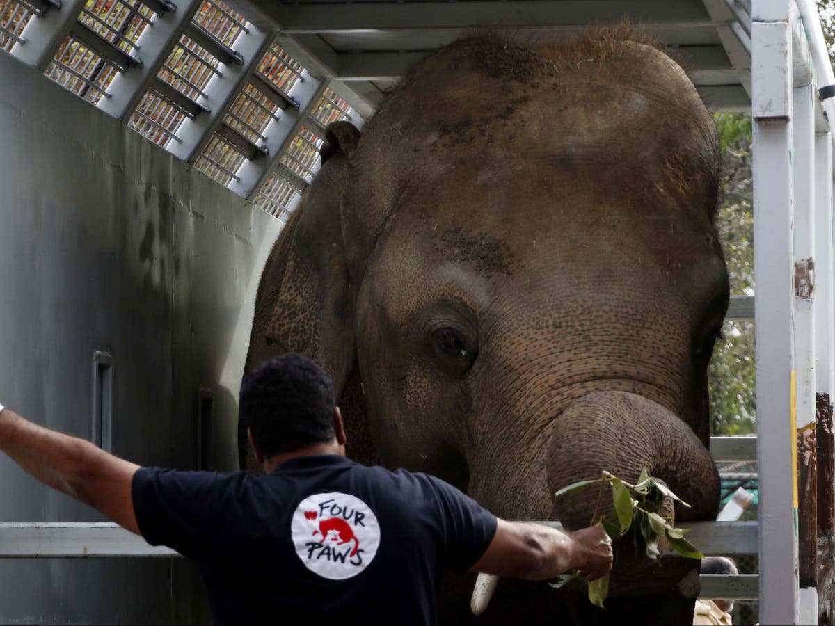 ‘World’s loneliest elephant’ Kaavan arrives at new sanctuary