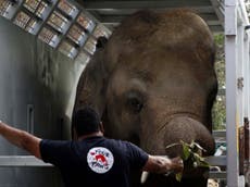 ‘World’s loneliest elephant’ arrives at new sanctuary