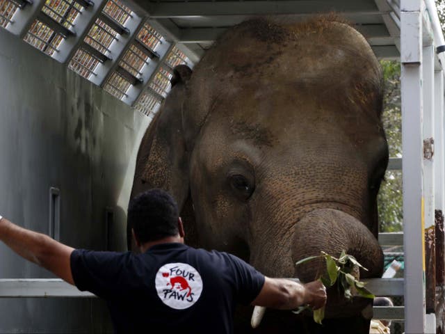 Amir Khalil, veterinarian and mission leader of Four Paws International, stands beside Kavaan, Pakistan's only Asian elephant, as it is being transported to Cambodia