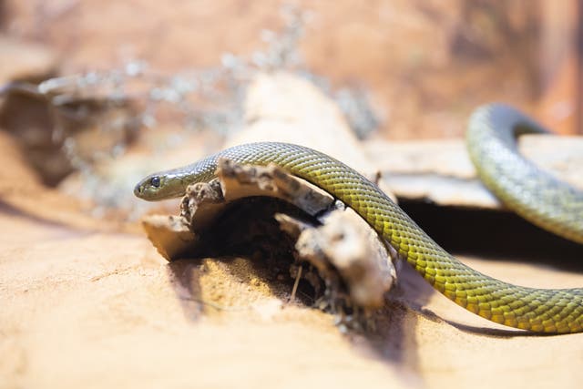 <p>A small tiger snake in Sydney</p>