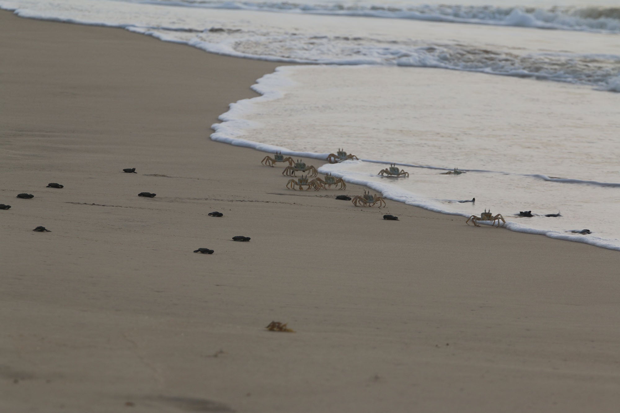 Ghost crabs hunting loggerhead sea turtle hatchlings in Cape Verde
