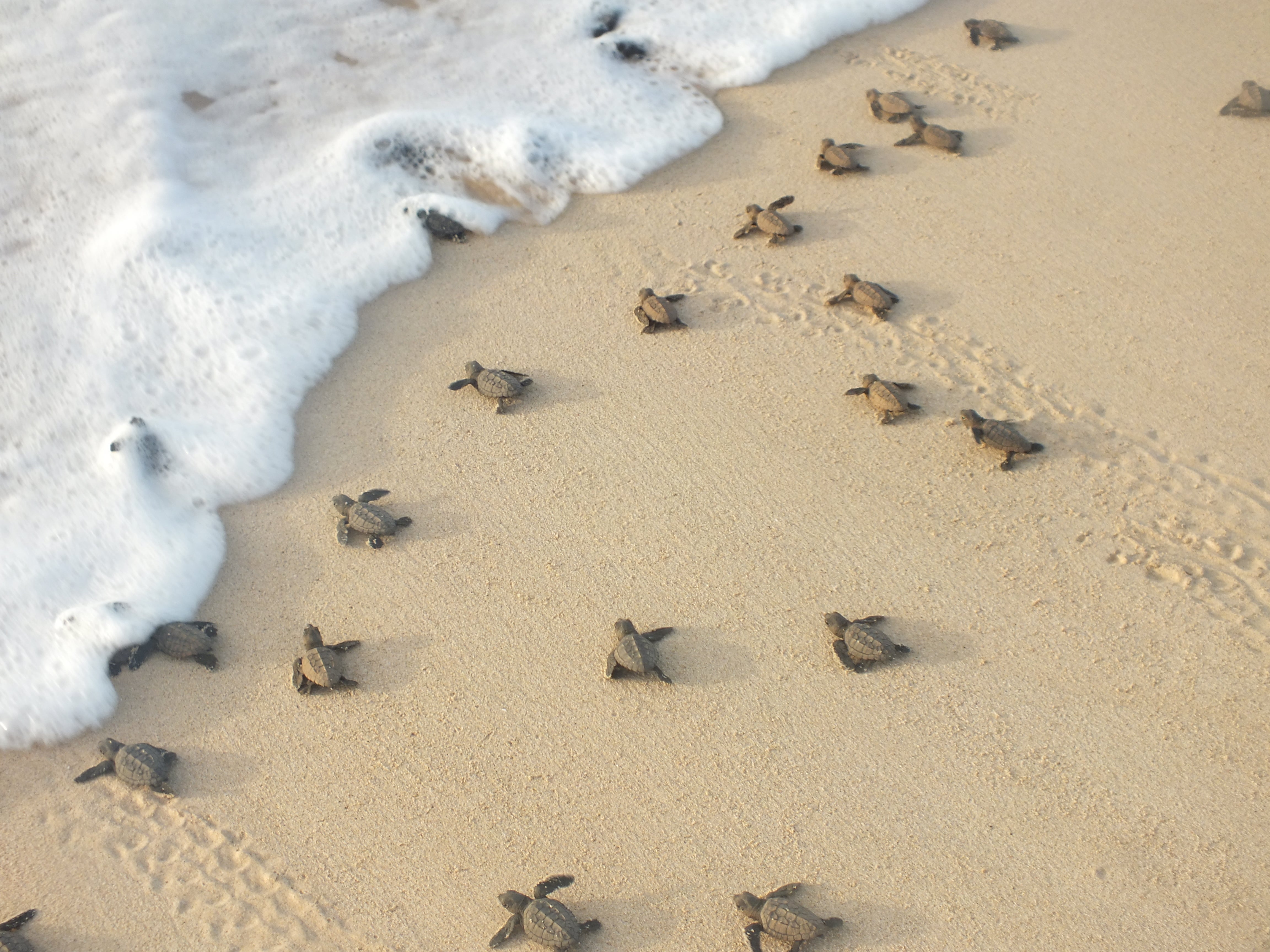 Loggerhead sea turtle hatchlings crawling to the sea in Cape Verde
