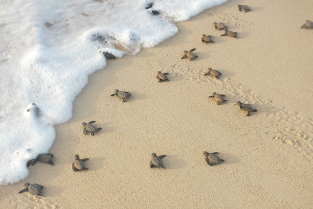 Loggerhead sea turtle hatchlings crawling to the sea in Cape Verde
