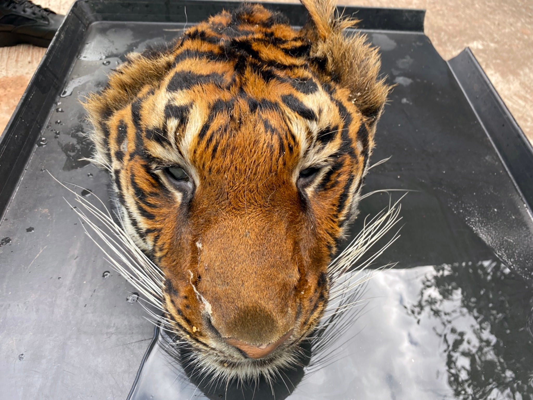 A severed head and carcass of the tiger has been discovered in the zoo.