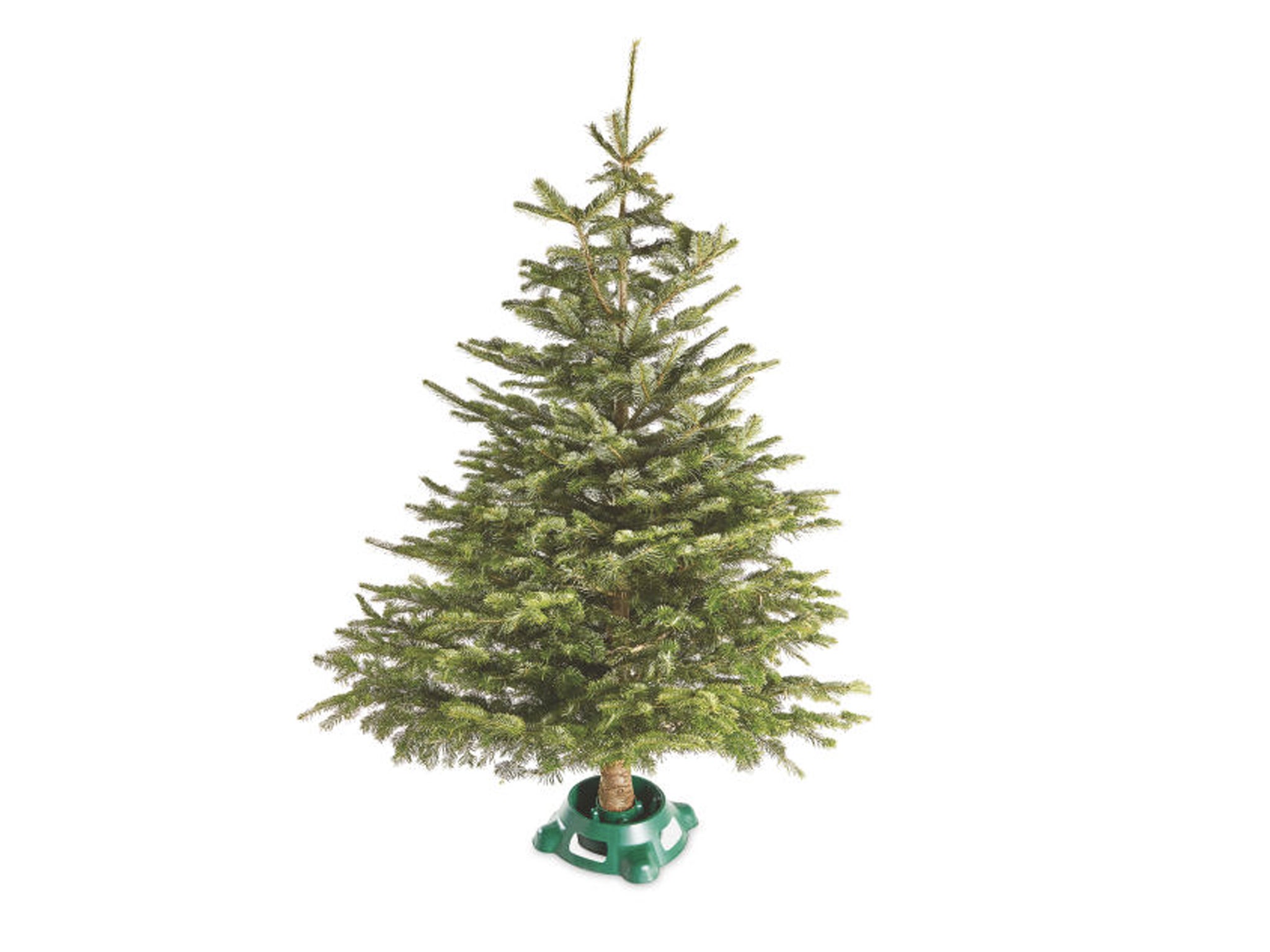 Best Real Christmas Trees 2020 Nordmann Fraser And Korean Firs The Independent