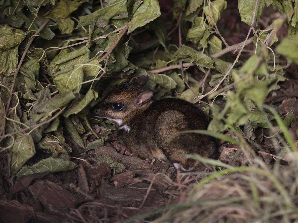 Rare Mouse Deer Birth Caught On Camera The Independent