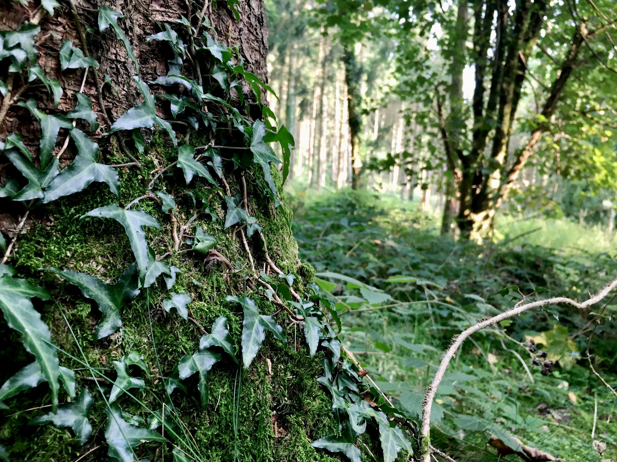 Levels of ivy in European forests are surging, research shows