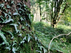 Ivy becoming more widespread in European forests as temperatures rise