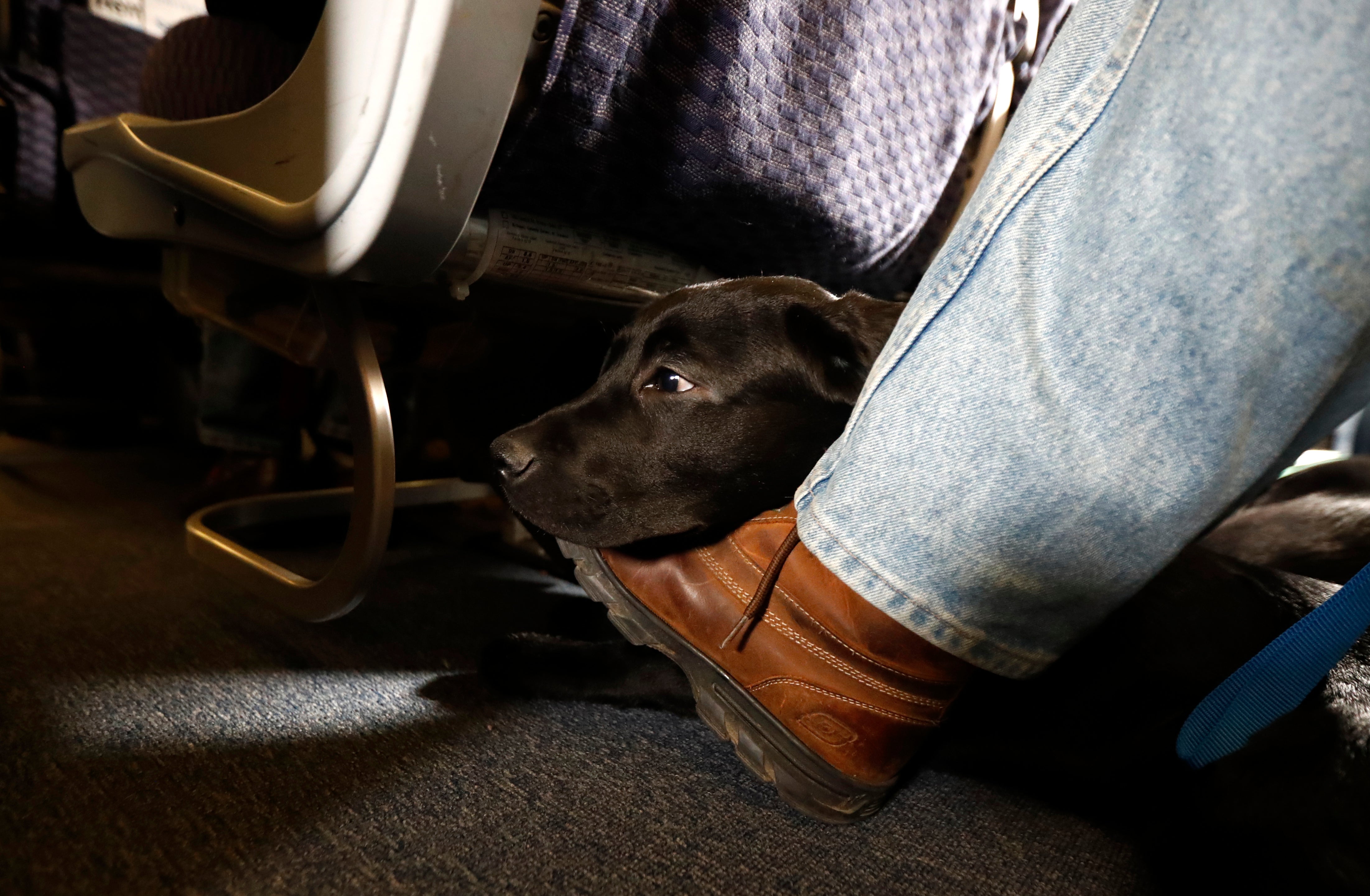 Airlines Service Animals