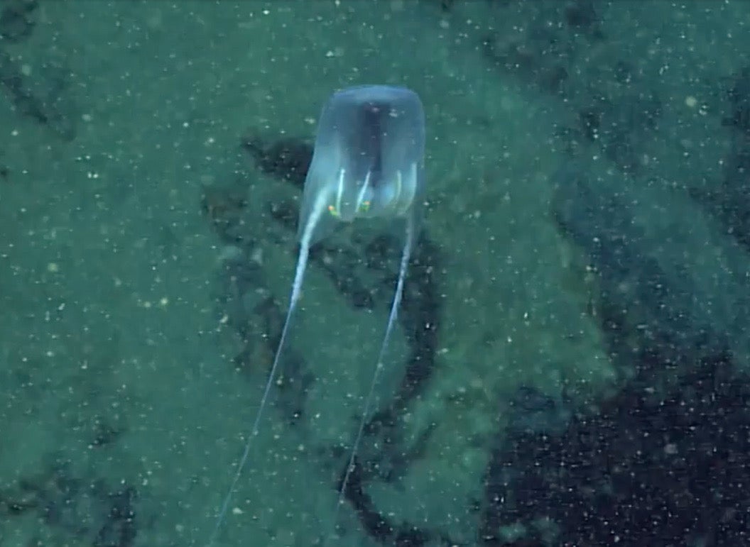 New species of deep-sea comb jelly that ‘moves like hot air balloon ...