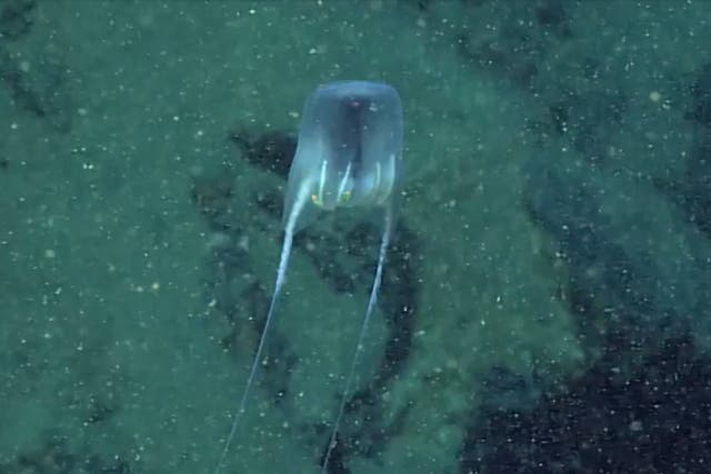 The discovery was made during an underwater expedition led by the NOAA Office of Ocean Exploration and Research